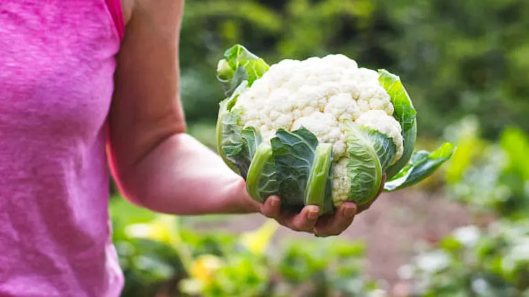 A person in a pink shirt holding a large, fresh cauliflower head with green leaves in a garden setting.
