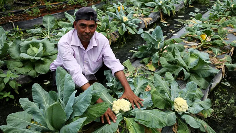 A man in a light purple shirt and a black cap kneeling in a garden, proudly displaying his healthy cauliflower plants with large green leaves and white heads.