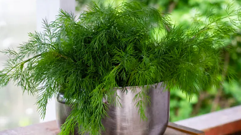 A lush dill plant thriving in a stainless steel pot, positioned on a wooden surface against a blurred green garden background.