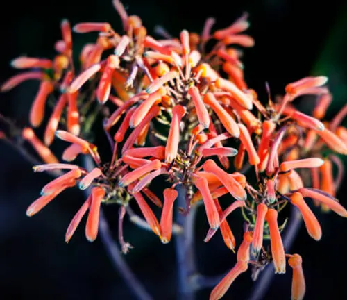 Close-up of vibrant orange aloe vera flowers in bloom, with a dark, blurred background enhancing the color contrast.