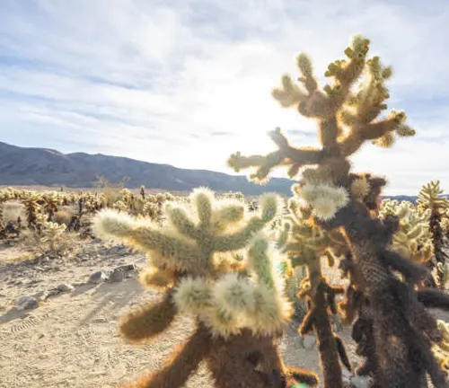 Cholla cacti with fuzzy-looking spines illuminated by sunlight in a desert landscape.