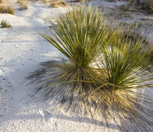 Desert scene featuring a yucca plant with long, spiky leaves emerging from a central base, growing in white sandy soil under bright sunlight.