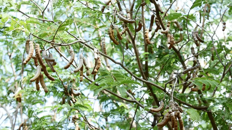 Branches of a tamarind tree laden with mature, brown tamarind pods among green feathery leaves, with a bright sky in the background.
