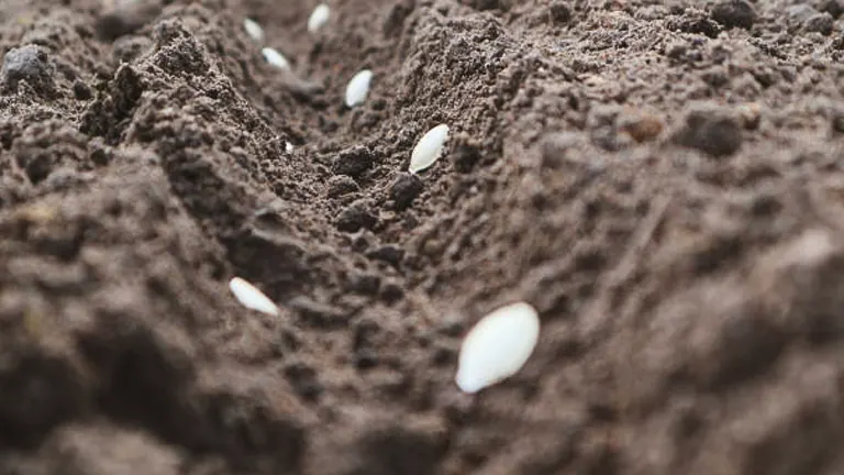 Close-up view of a freshly plowed dark brown soil with several white seeds evenly spaced in the furrows, ready for germination.