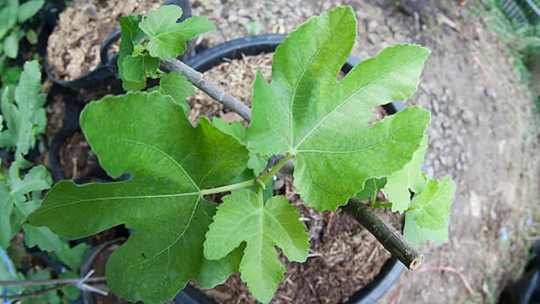 Top view of a young fig tree with green leaves growing in a pot.