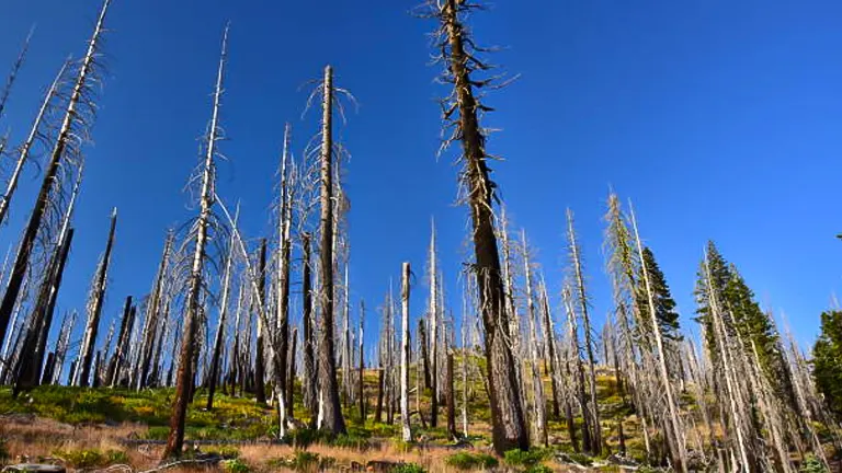 Landscape of a forest with numerous tall, charred, and leafless trees under a clear blue sky, illustrating the aftermath of a wildfire.