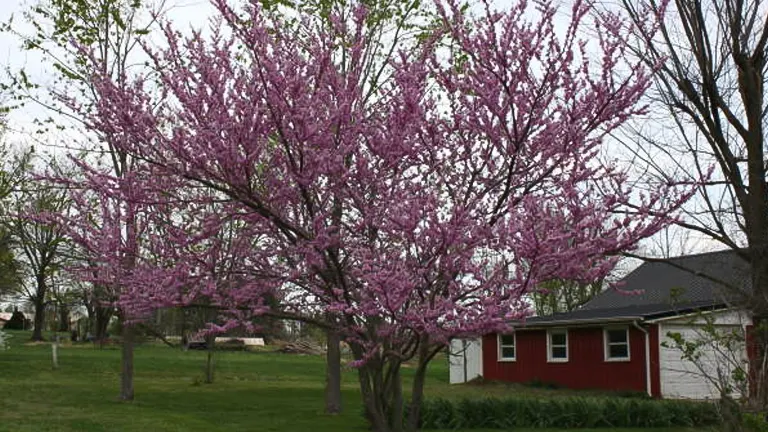 Flowering tree with pink blossoms in a grassy yard, with a red and white house in the background.