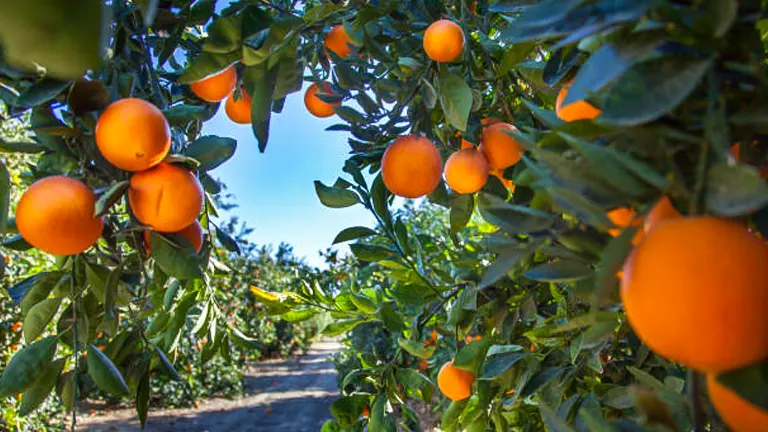 Oranges on tree branches arching over a dirt path in an orchard, highlighted by sunlight.