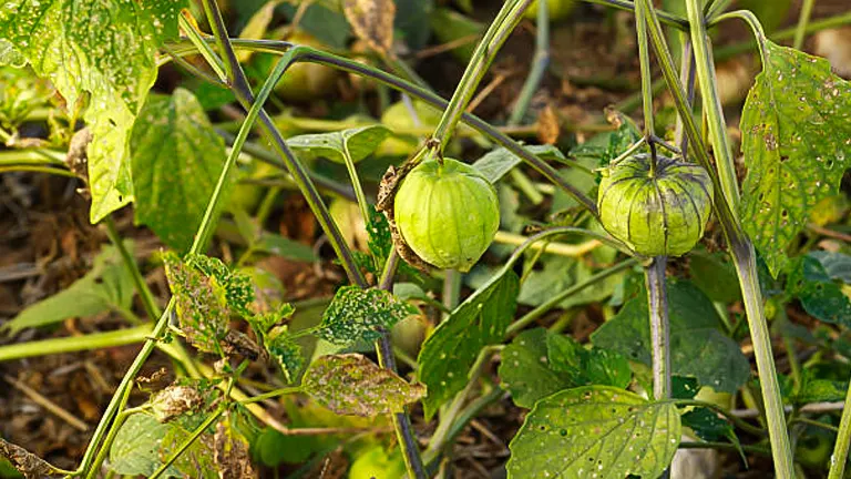 Two green tomatillos growing on a plant with husks intact, surrounded by leaves, some of which show signs of disease or damage, in a garden setting.