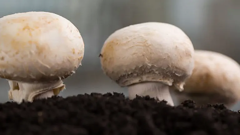Close-up view of three white mushrooms with slightly textured caps, emerging from dark, fertile soil with a soft-focus background.