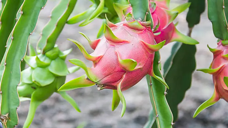 A vibrant pink dragon fruit attached to a green cactus, with other immature dragon fruits and cactus branches in the background.