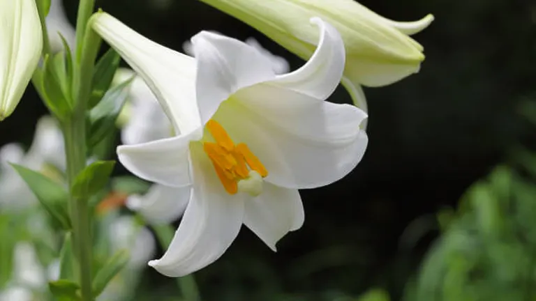 Close-up of a blooming white Easter Lily with prominent yellow-orange stamens, surrounded by buds and lush greenery in soft focus background.