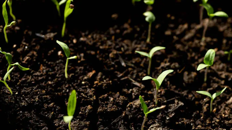 Sparse young green shoots emerging from dark, nutrient-rich soil, highlighting early plant development.