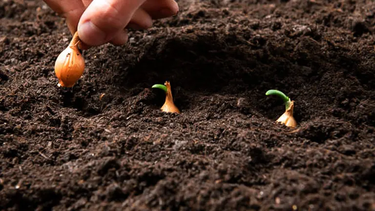 A hand planting an onion bulb in fertile soil, with two other sprouting onion bulbs nearby.