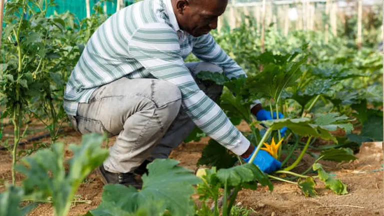 A man in a striped shirt and blue gloves is carefully tending to a pumpkin plant in a greenhouse, focusing intently on his gardening task.
