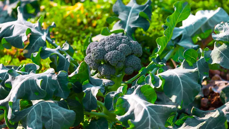 A mature broccoli plant with a large, dense head and vibrant green leaves growing in a garden, bathed in sunlight, showcasing its readiness for harvest.