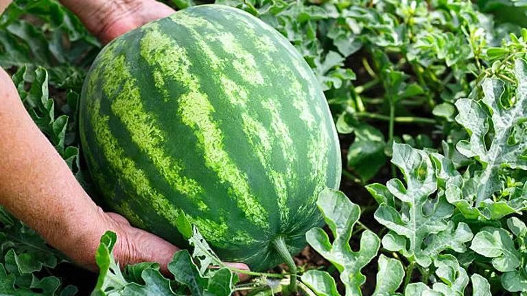 Hands cradle a ripe watermelon amidst lush green foliage in a garden, highlighting the vibrant stripes on the fruit's surface.

