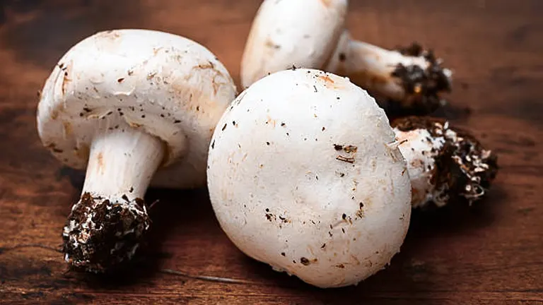 Several freshly harvested white mushrooms with visible specks of soil, lying on a rustic wooden surface.
