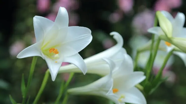 Elegant white Easter Lilies in full bloom, featuring trumpet-shaped petals and vibrant orange stamens, set against a soft background of pink flowers and green foliage.