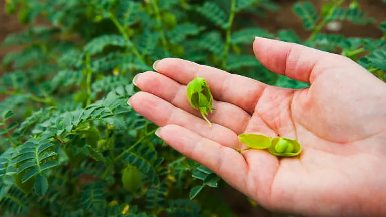 Hand holding a young chickpea plant and open chickpea pods with fresh green chickpeas inside, against a backdrop of lush chickpea foliage.