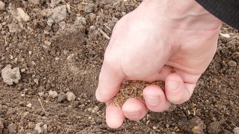 Close-up of a hand scattering small seeds onto fertile soil, preparing for planting in a garden bed.