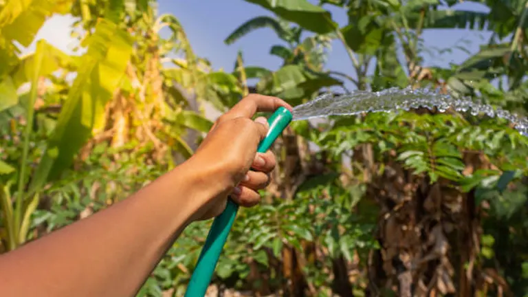 A person watering a garden using a green hose, with water spraying towards various tropical plants, including banana trees, under a bright and sunny sky.
