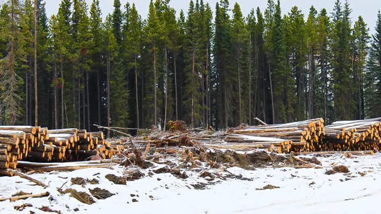 Piles of logs stacked in a snowy clearing with a dense forest of evergreen trees in the background.
