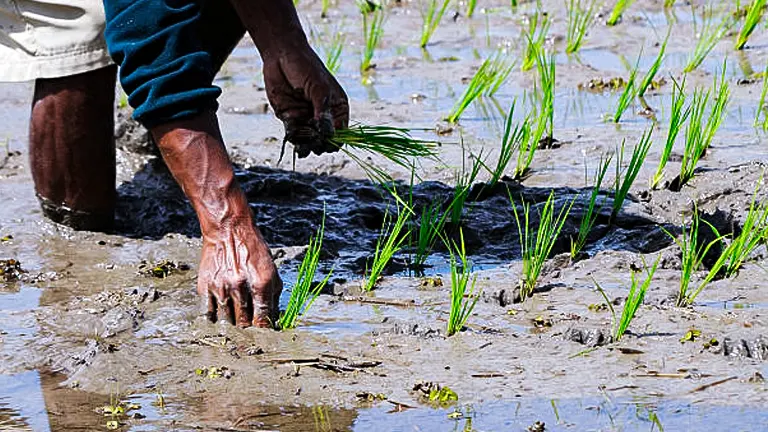 Close-up of a farmer's hands manually transplanting young rice seedlings in a muddy, water-filled paddy field, with clear focus on the action and intricate detail of the muddy water and green plants.