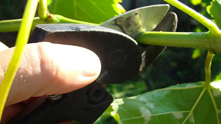 Close-up of a gardener's hand using pruning shears to trim a green stem, with focus on the shears and the stem being cut, set against a backdrop of leafy green foliage.