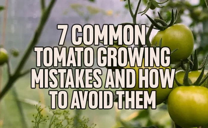7 Common Tomato Growing Mistakes and How to Avoid Them