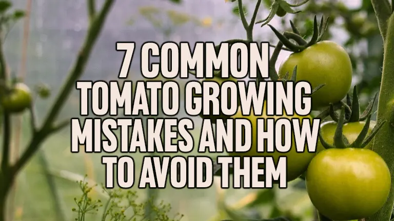 7 Common Tomato Growing Mistakes and How to Avoid Them