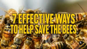 7 Effective Ways to Help Save the Bees