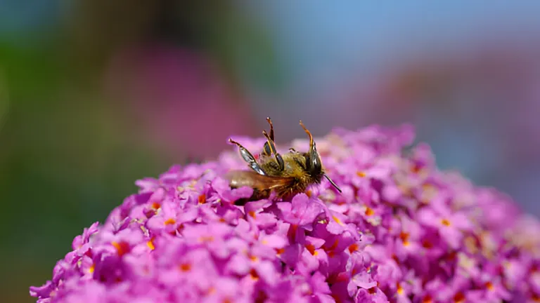 Bee on a cluster of pink flowers.
