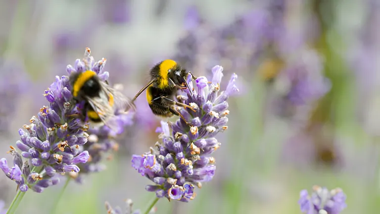 Two bees on lavender flowers.
