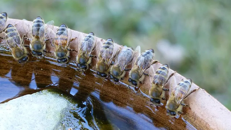Bees drinking water from a row on the edge of a bowl.
