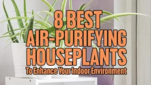 8 Best Air-Purifying Houseplants to Enhance Your Indoor Environment