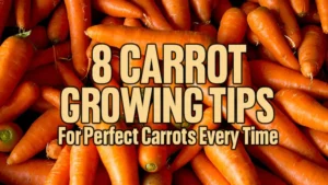 8 Carrot Growing Tips for Perfect Carrots Every Time