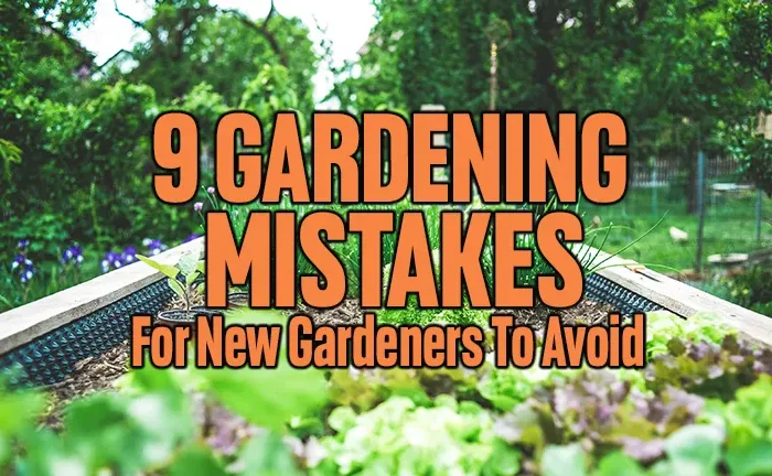 9 Gardening Mistakes for New Gardeners to Avoid