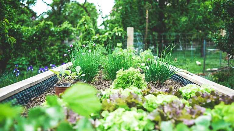 Raised garden bed filled with various vegetables and herbs, surrounded by a fenced yard.
