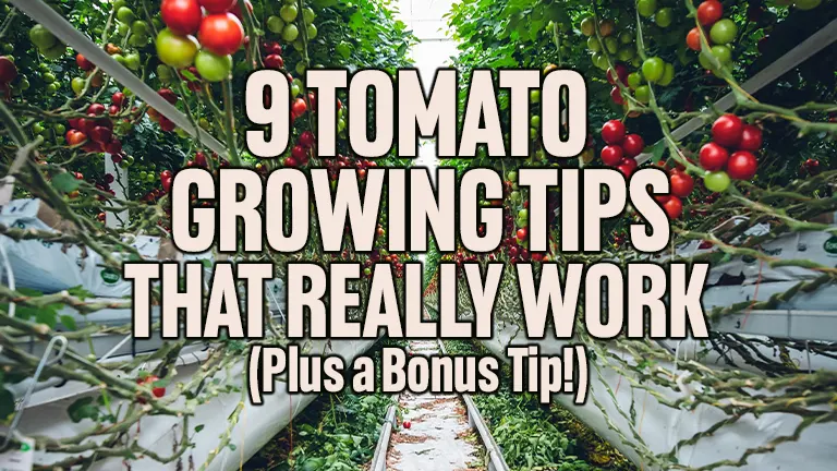 9 Tomato Growing Tips That Really Work (Plus a Bonus Tip!)
