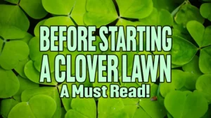 Before Starting A Clover Lawn: A Must Read!