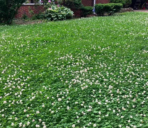 Large area of white clover with numerous white blossoms in front of a brick building.
