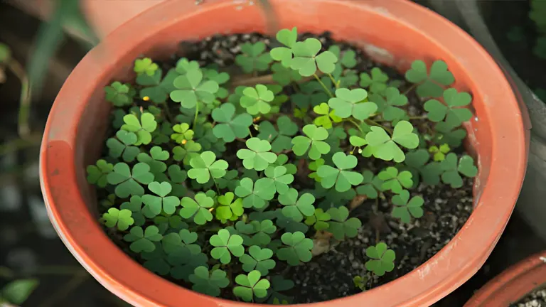 Young clover plants growing in a terracotta pot.
