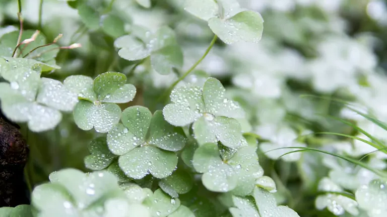 Dew-covered clover leaves close-up, showing water droplets.
