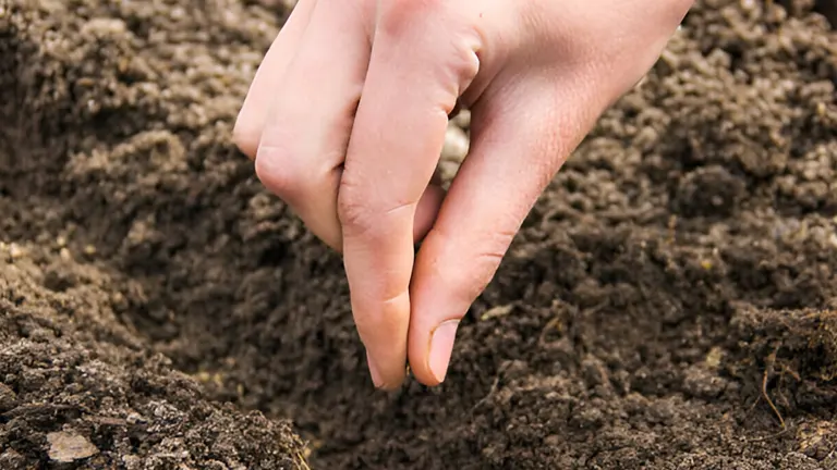 Hand planting seeds in dark brown soil.
