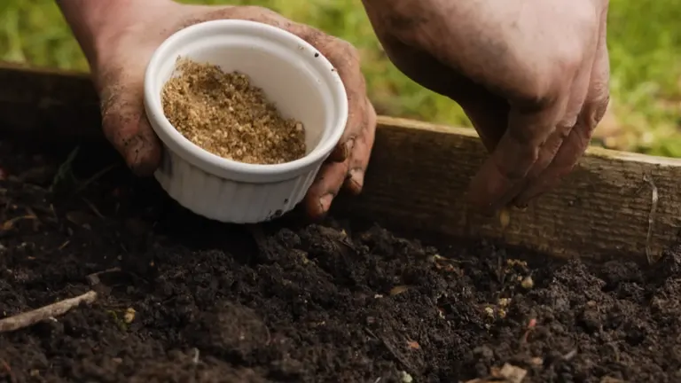 Hands adding organic material from a white bowl to soil in a wooden planter.
