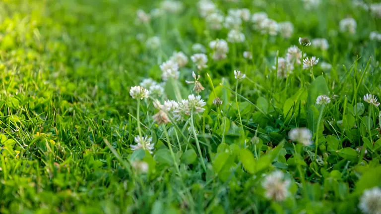 Close-up of white clover flowers scattered across lush green grass.

