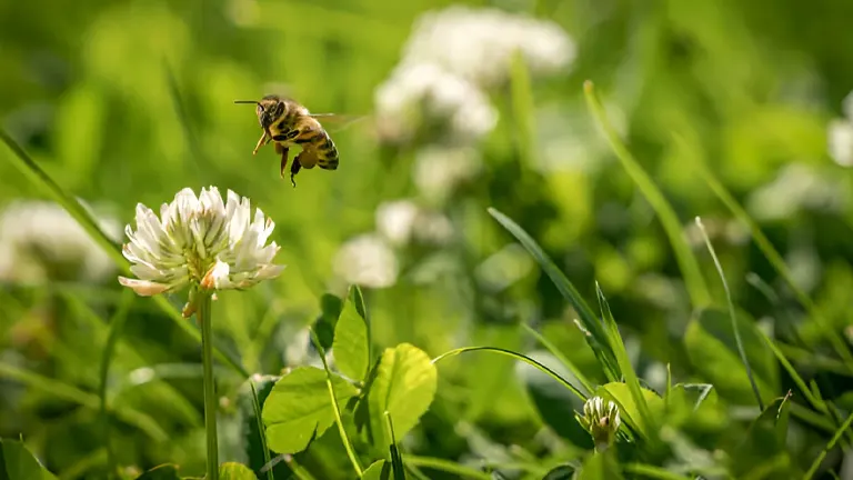 Honey bee hovering near a white clover flower in a field.
