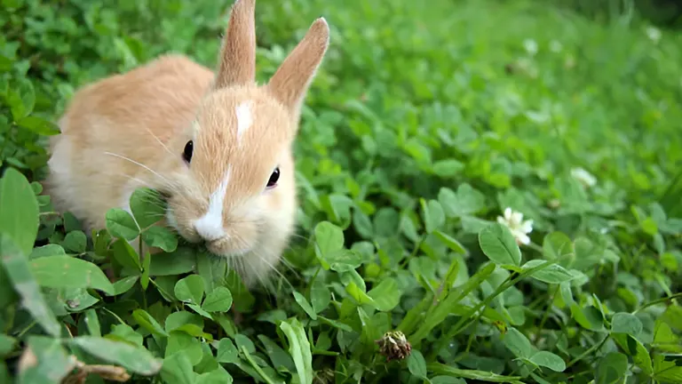 Close-up of a light brown rabbit nibbling clover in a lush field.
