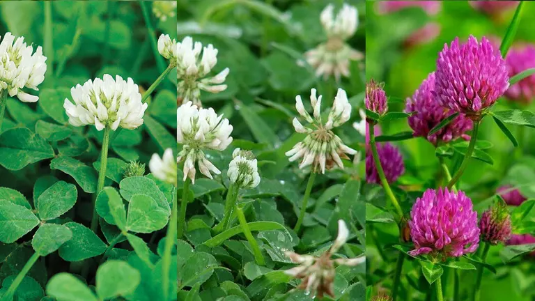 Composite image showing different stages of clover growth and blooming, from white to pink clover flowers.

